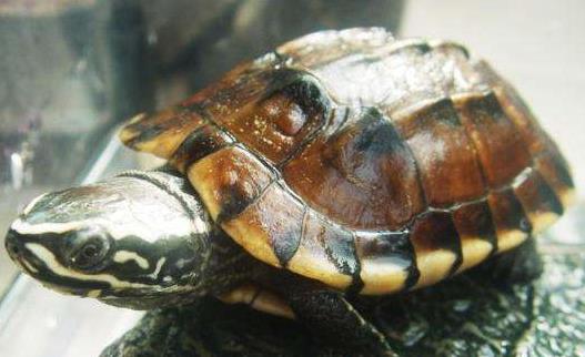 世界上最有觀賞價值的烏龜食螺龜