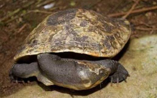 世界上脖子最長的烏龜巨蛇頸龜