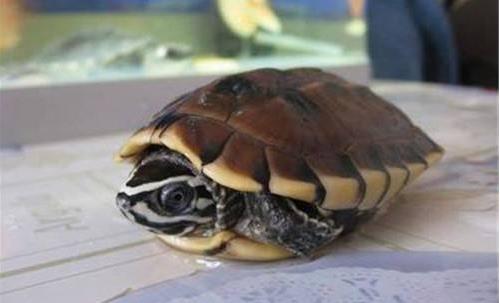 世界上最有觀賞價值的烏龜食螺龜