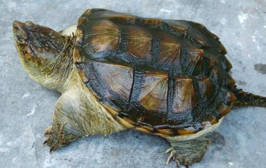 世界上最兇的烏龜鱷龜