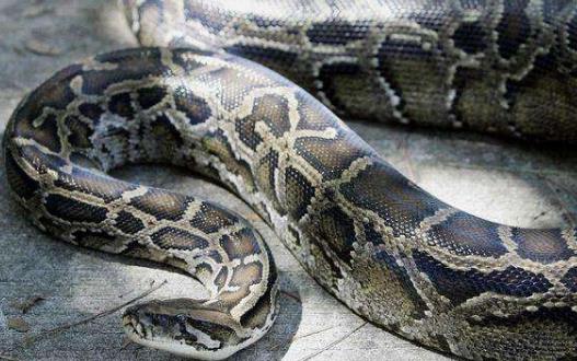 世界上最大的蛇印尼巨蟒