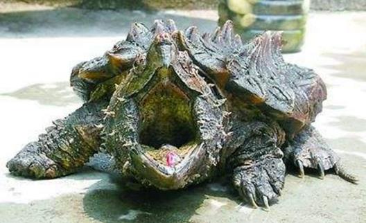 世界上最兇的烏龜鱷龜