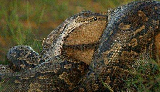 世界上最大的蛇印尼巨蟒