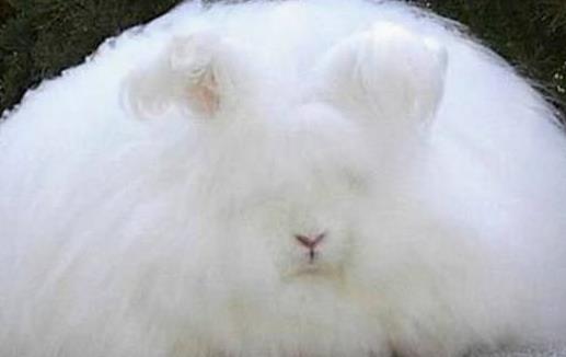 世界上毛最長的兔子安哥拉兔