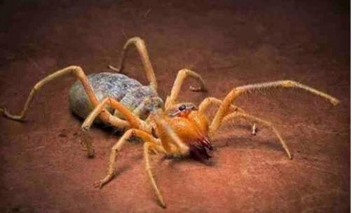 世界上最大的食人蛛駱駝蜘蛛