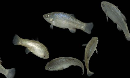 世界上最神奇的魚沙漠魚