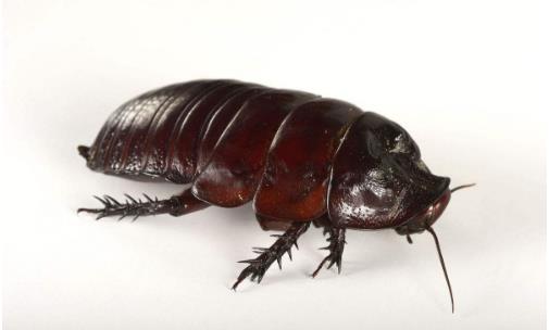 世界上最大的蟑螂犀牛蟑螂