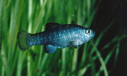 世界上最神奇的魚沙漠魚