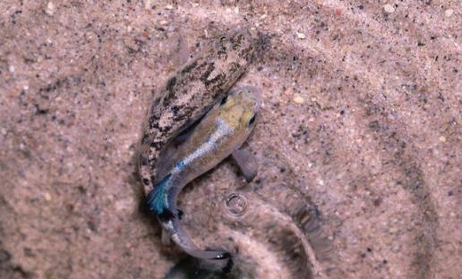 世界上最神奇的魚沙漠魚