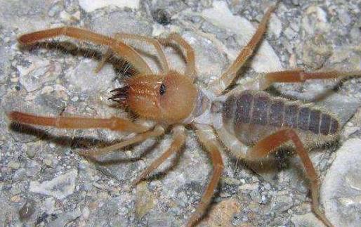 世界上最大的食人蛛駱駝蜘蛛