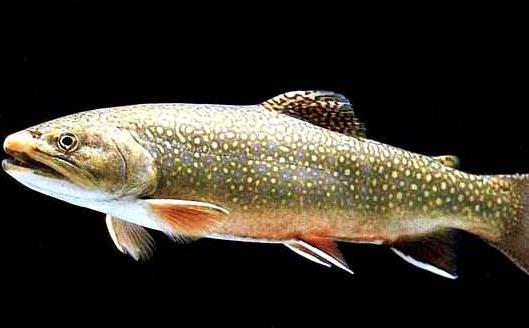 世界上最神奇的魚沙漠魚