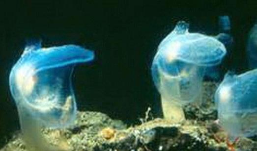 深海最恐怖的生物冥河水母