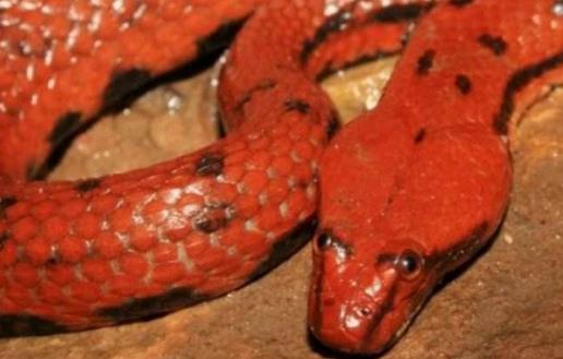 世界上最奇異的蛇香蛇