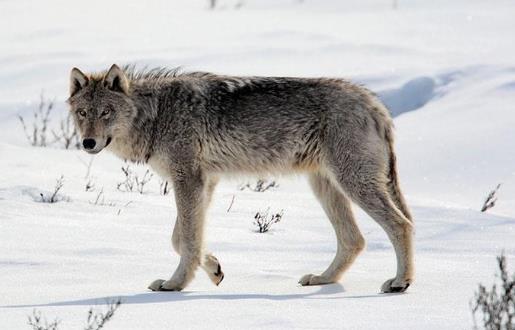 世界上體型最大的狼
