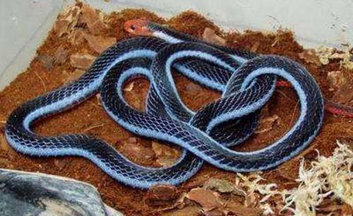 世界上最奇異的蛇香蛇