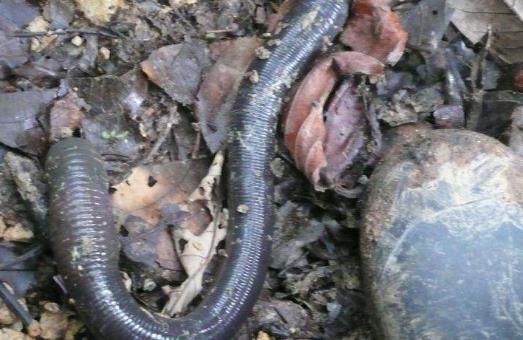 世界上最大的蚯蚓