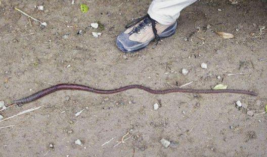 世界上最大的蚯蚓