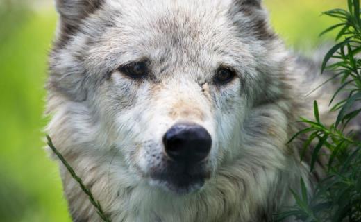 世界上體型最大的狼