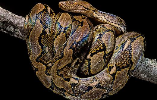 世界上最長(zhǎng)的蟒蛇網(wǎng)紋蟒