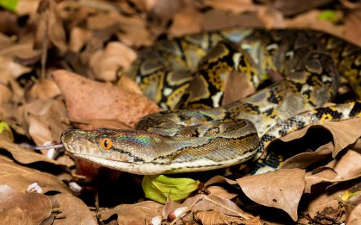 世界上最長(zhǎng)的蟒蛇網(wǎng)紋蟒