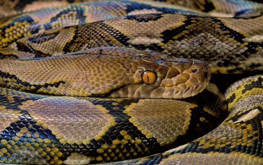 世界上最長(zhǎng)的蟒蛇網(wǎng)紋蟒