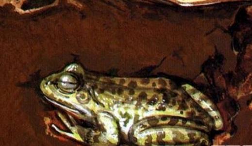 世界上唯一會咬人的青蛙食人蛙