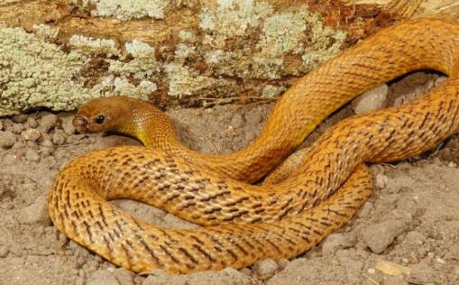 世界上最毒的蛇細鱗太攀蛇