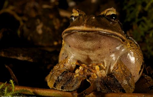 世界上唯一會咬人的青蛙食人蛙