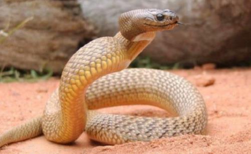 世界上最毒的蛇細鱗太攀蛇