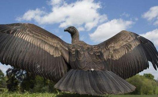 世界上最大的猛禽