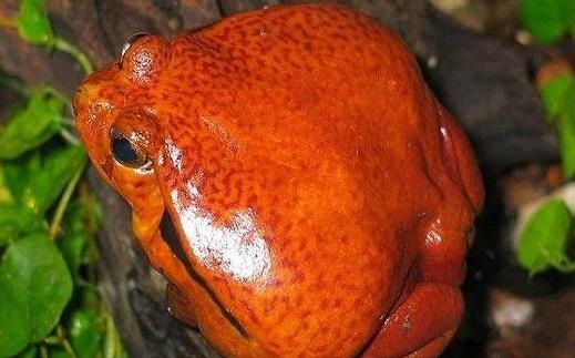 馬達加斯加番茄蛙