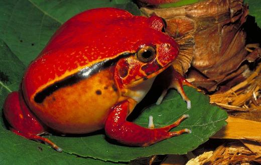 馬達加斯加番茄蛙