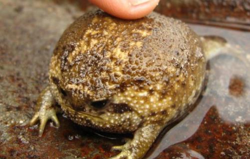 世界上最可愛的寵物青蛙