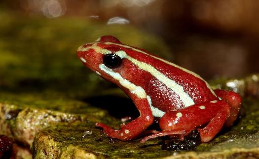 世界上最美最毒的青蛙幽靈箭毒蛙