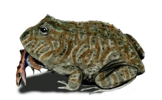 史前最恐怖的青蛙