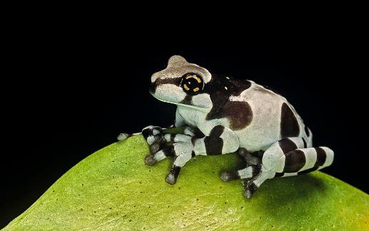 世界上最奇特的樹蛙牛奶蛙