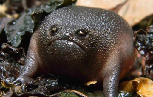 世界上最可愛的寵物青蛙