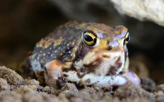 世界上最可愛的寵物青蛙