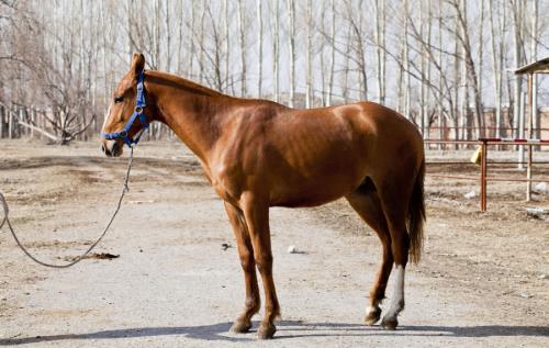 世界上最貴的馬純血馬