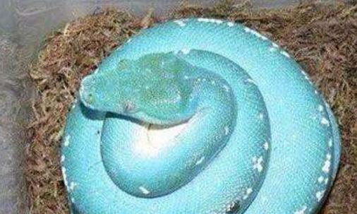 世界上漂亮的又是價值最高的蛇