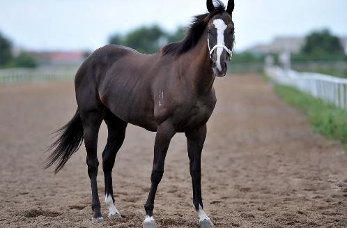 世界上最貴的馬純血馬