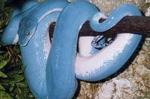 世界上漂亮的又是價值最高的蛇