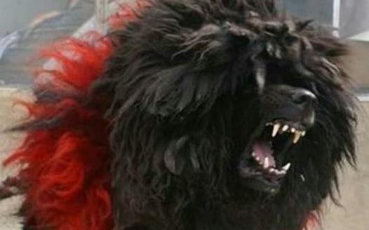 世界上最厲害的狗鬼臉藏獒