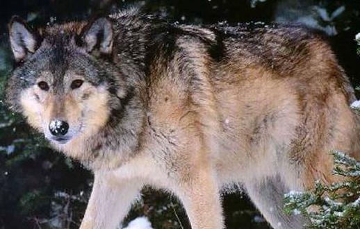 世界上最厲害的狼