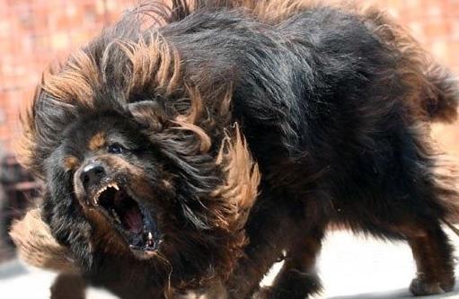 世界上最厲害的狗鬼臉藏獒