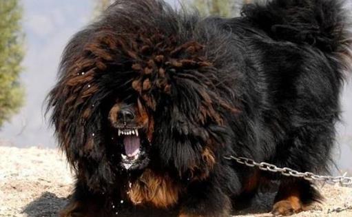 世界上最厲害的狗鬼臉藏獒