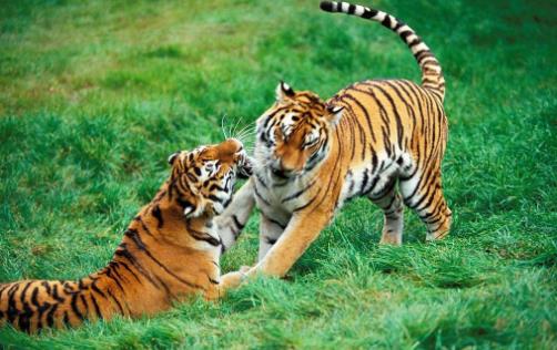 戰斗力最強的貓科動物東北虎