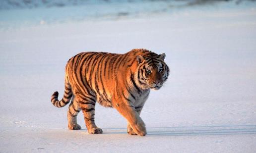 戰斗力最強的貓科動物東北虎