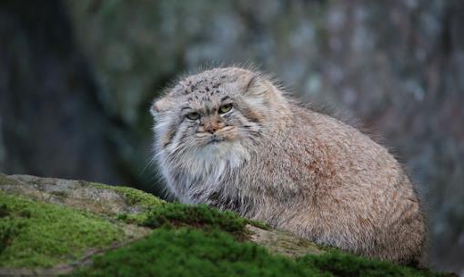 世界上最兇悍的貓