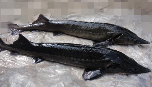 長江最大的魚 長江魚王中華鱘重量可達千斤